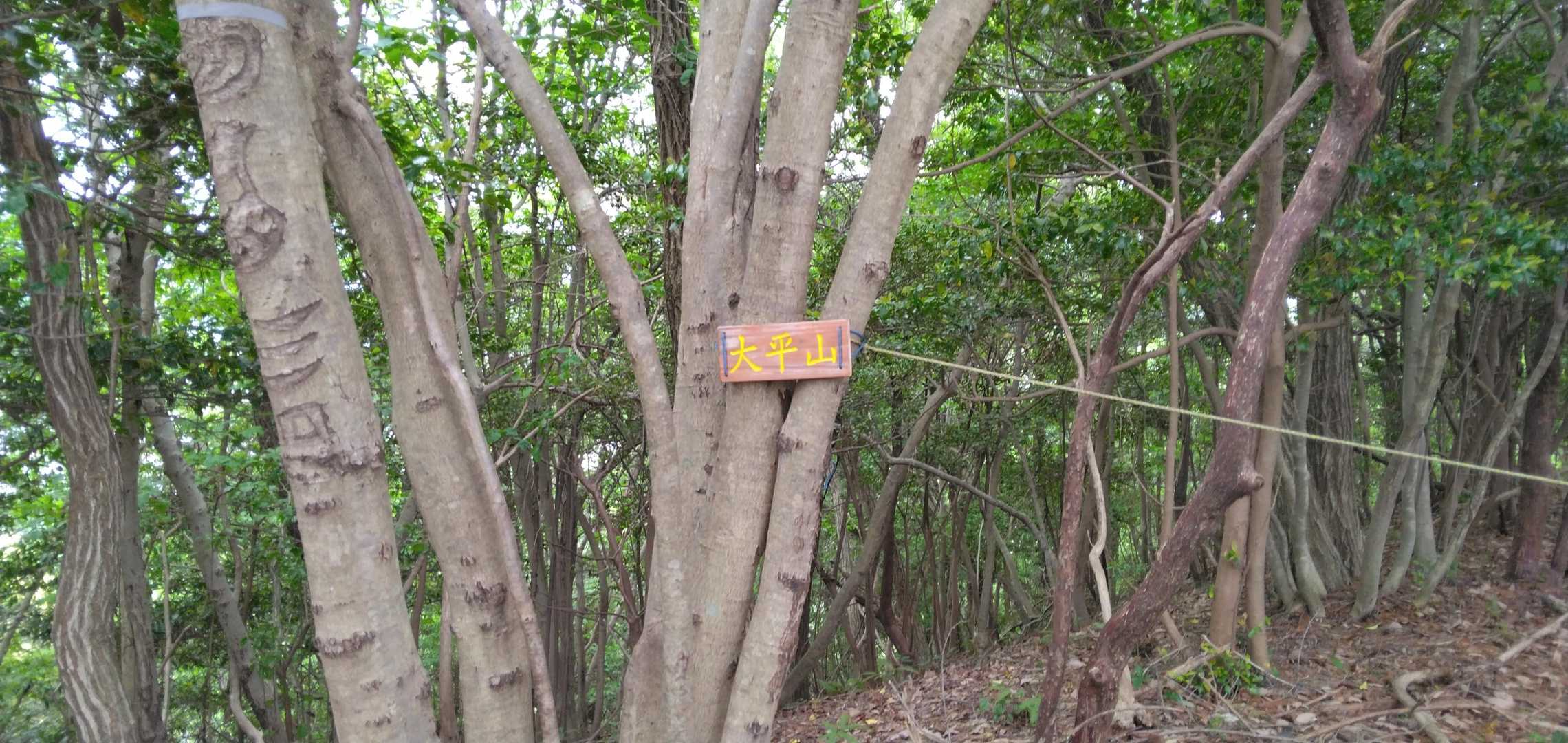 大平山 往復コースの写真