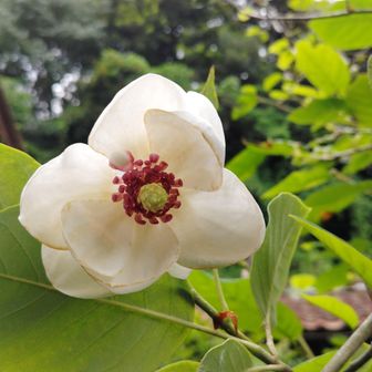 AS女史来りて🤗
🙄1❀1蕾　　　　　　　　　
キヌガサタケ👰‍♀️🍄‍🟫見に来たそうだが、残念😥