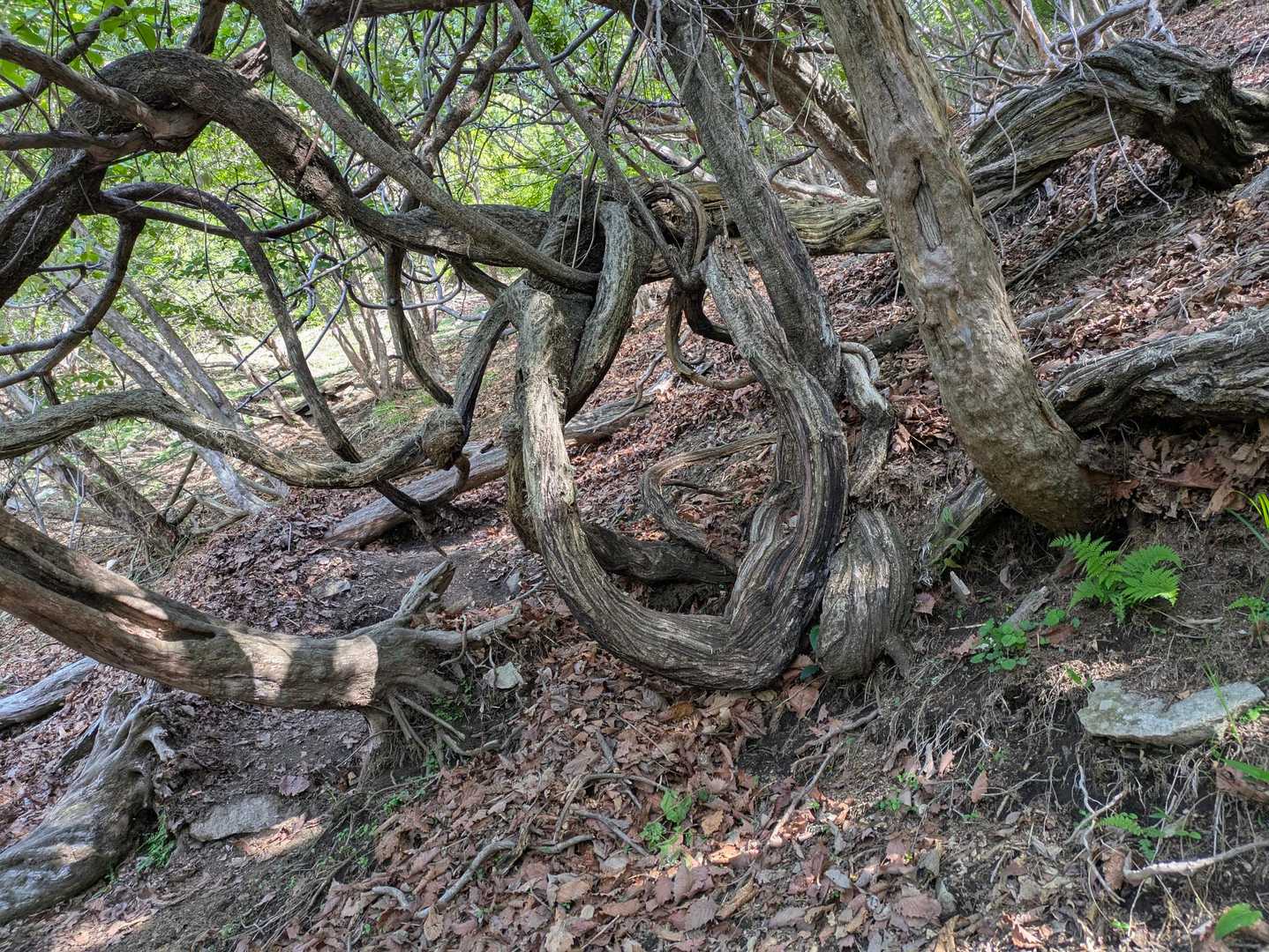 公園入口バス停-中倉山登山口-中倉山-沢入山-オロ山 周回コースの写真
