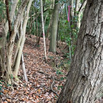 登山道は分かるけど、激登りだった。