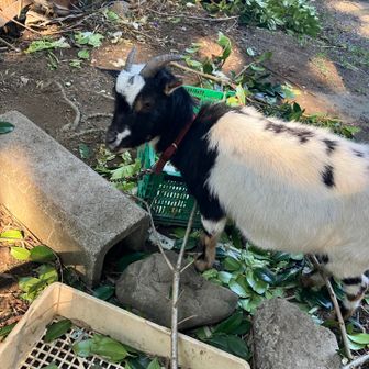 お食事中のところご挨拶🐐