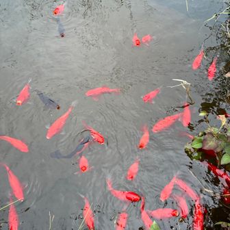金魚さんの池を覗いたらすんごい勢いで寄ってきた　ｸﾁﾊﾟｸﾊﾟｸｻｾﾃﾓﾅﾆﾓﾅｲﾖｰ😅