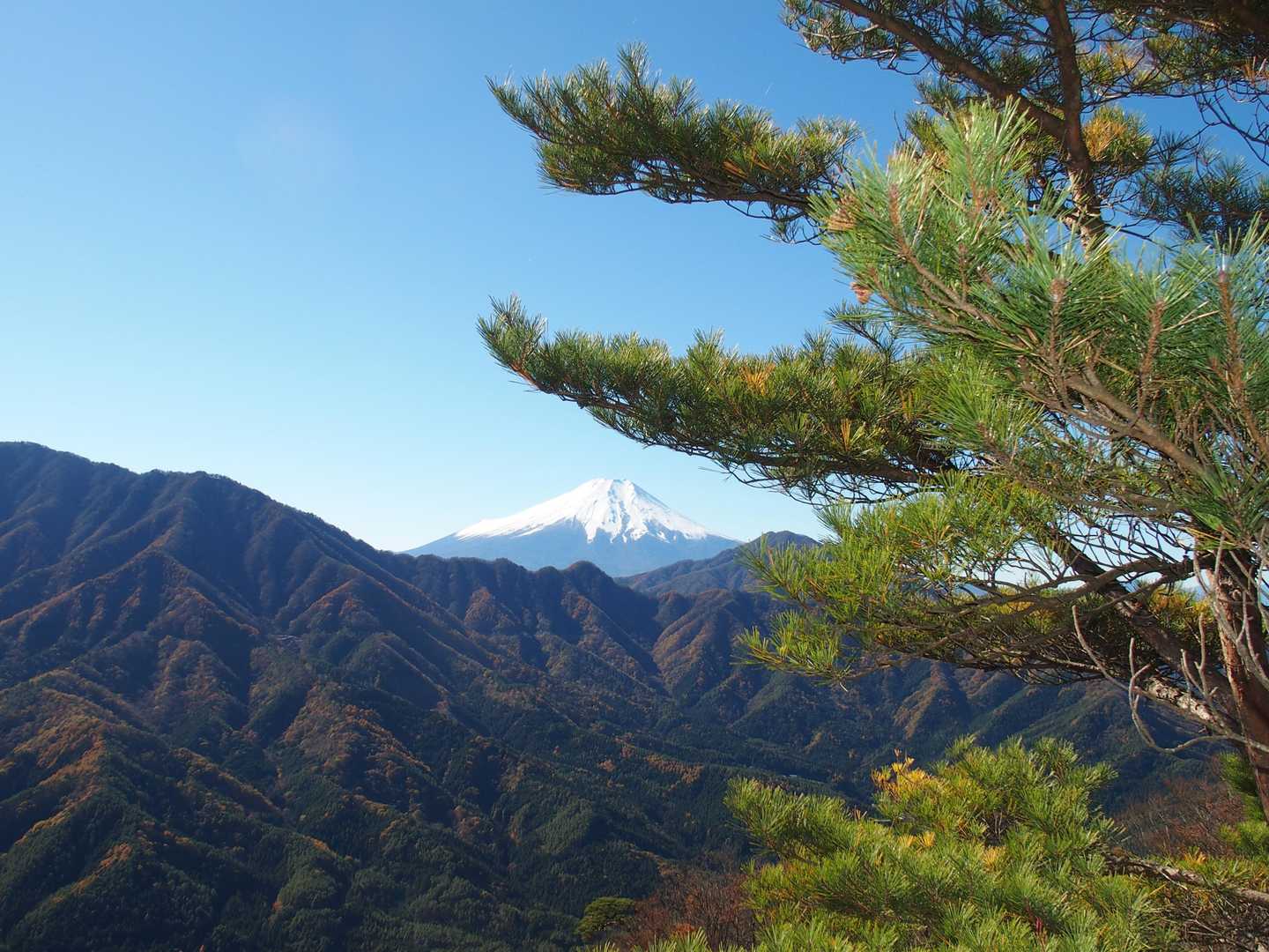 …でも紅葉と富士のツーショットは撮れず、緑の松とのツーショット