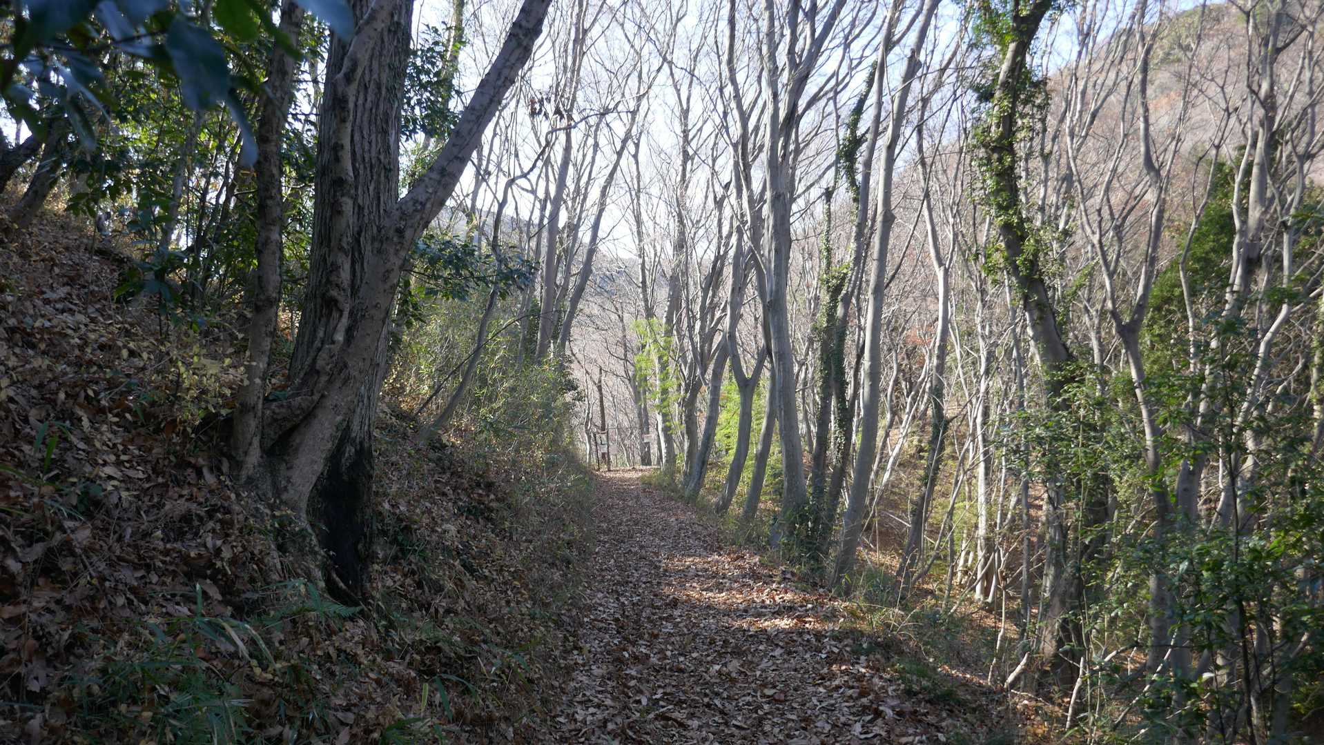 今年は枯葉多め。
