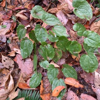 イカリソウの葉っぱ🌱