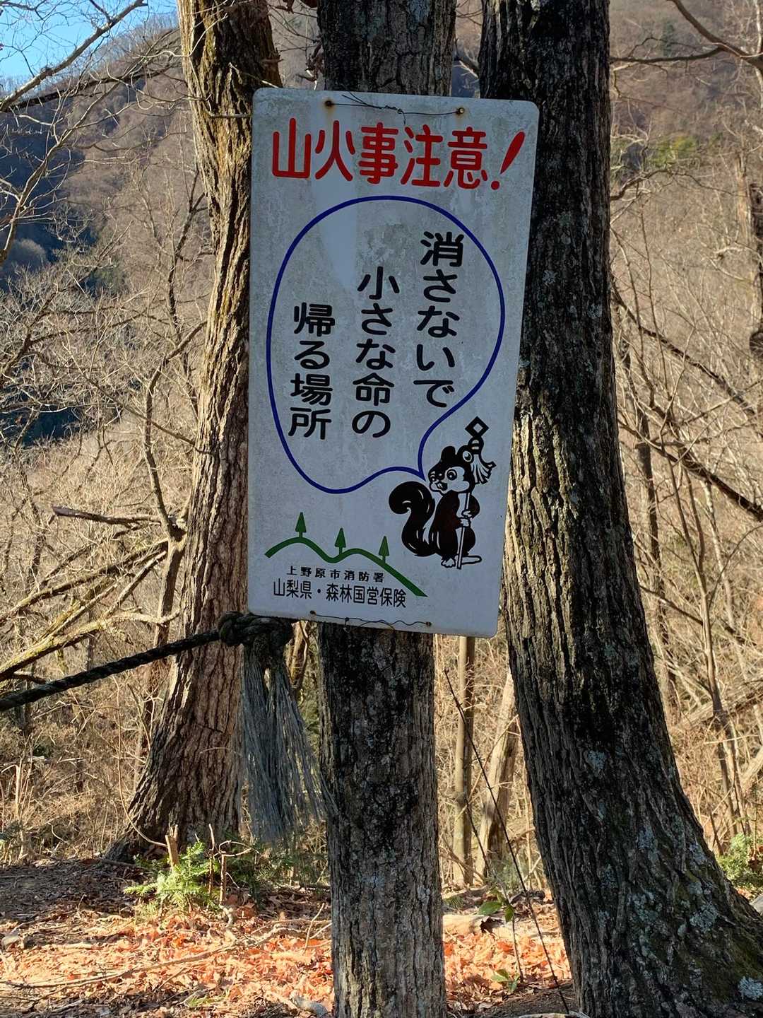 縦長のリス🐿