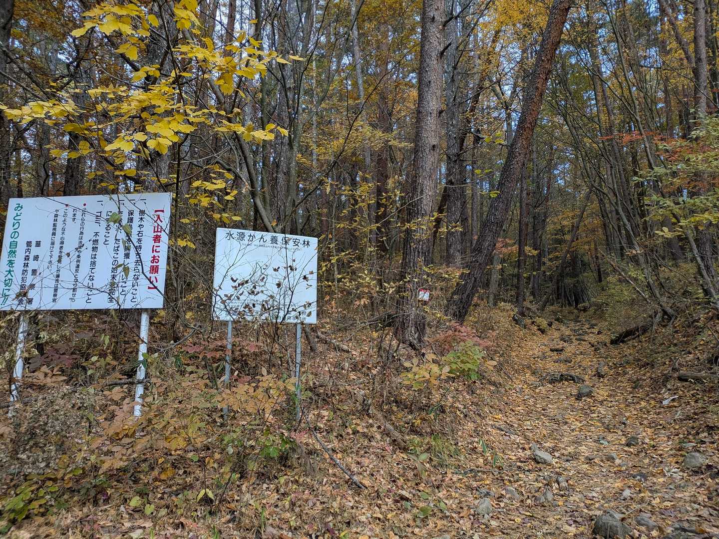 しばらくは林道歩き