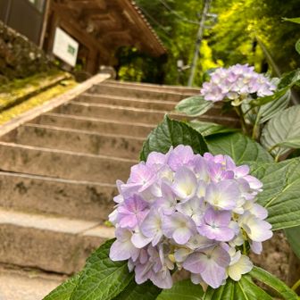 紫陽花の季節