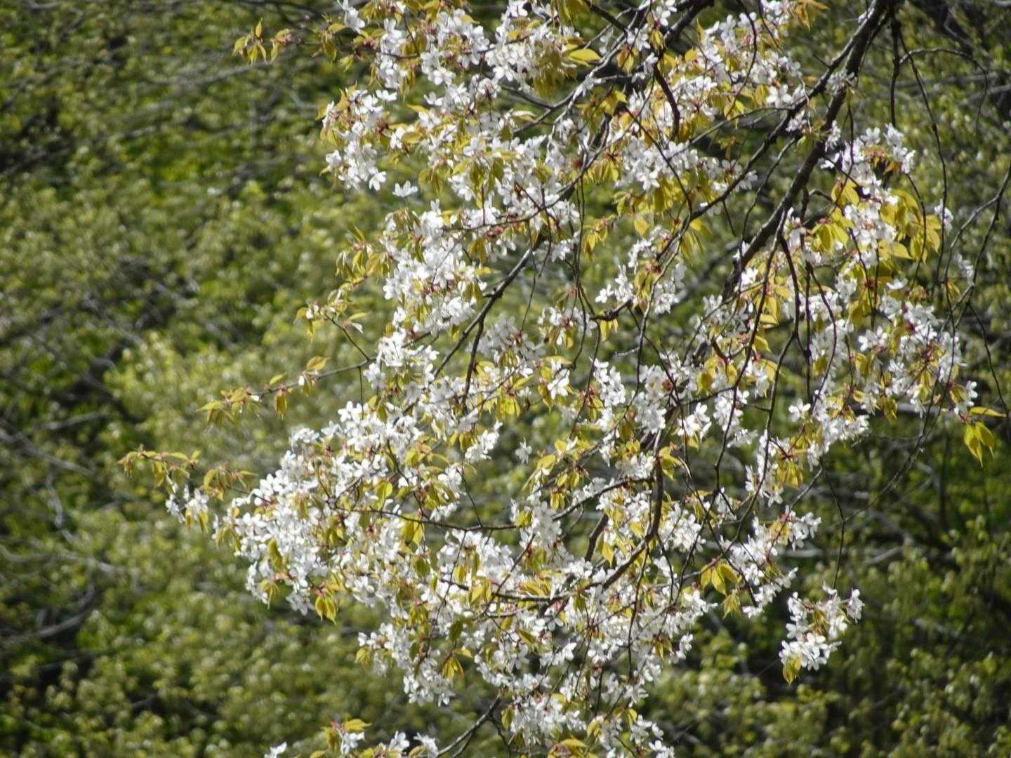 もう桜も終わりですね