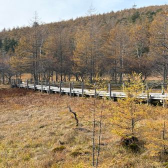 木道を進むと一周、もしくは入笠山を回るルート