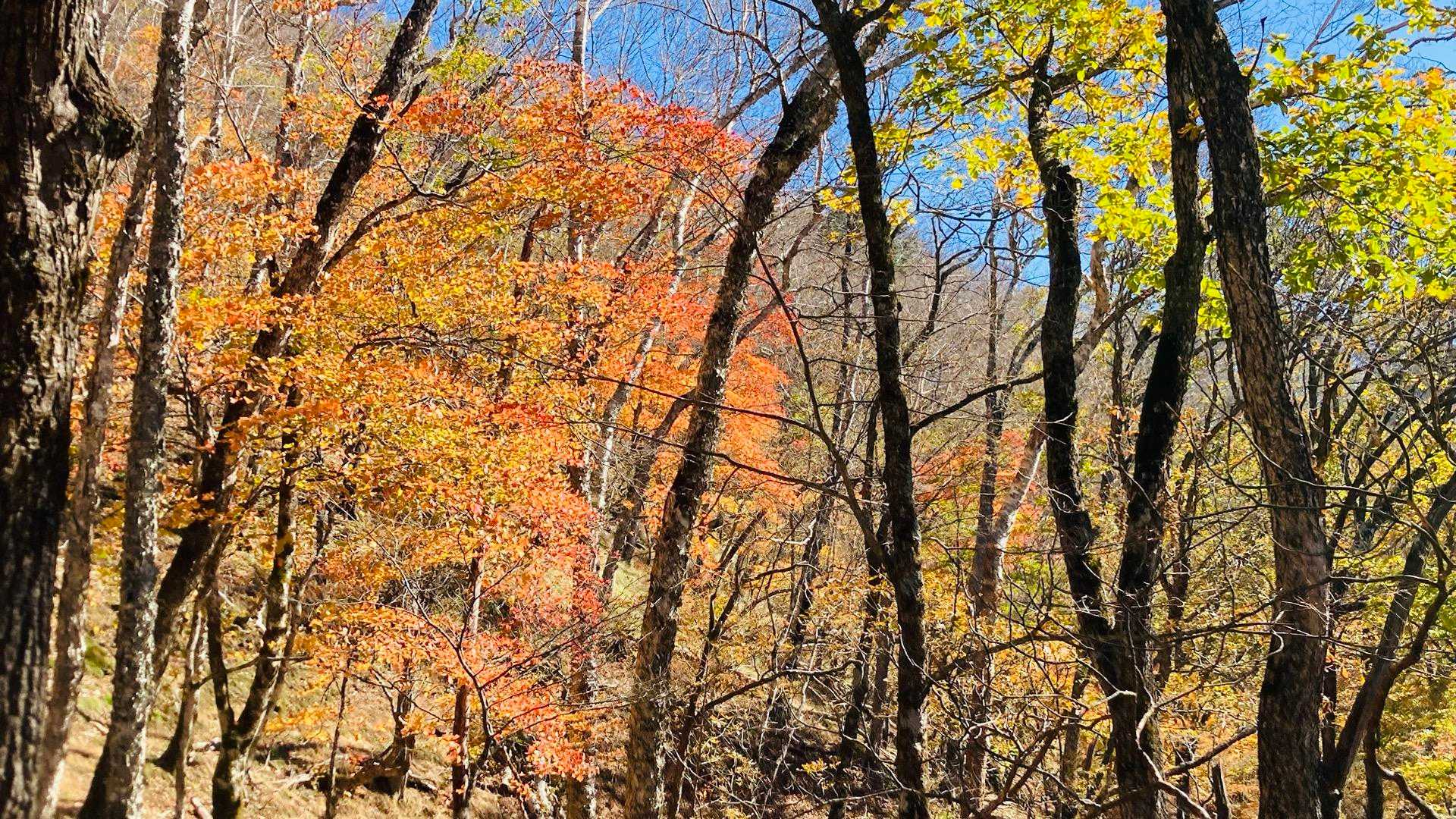 少しづつ下りてきてるけど、まだ紅葉がきれい！
