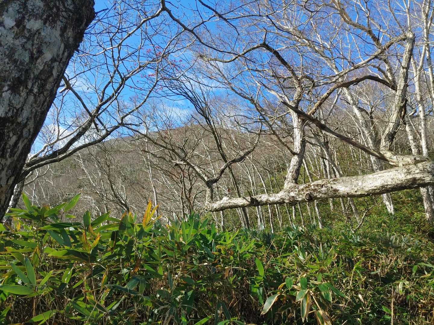 カムイヌプリ🗻見えた✨