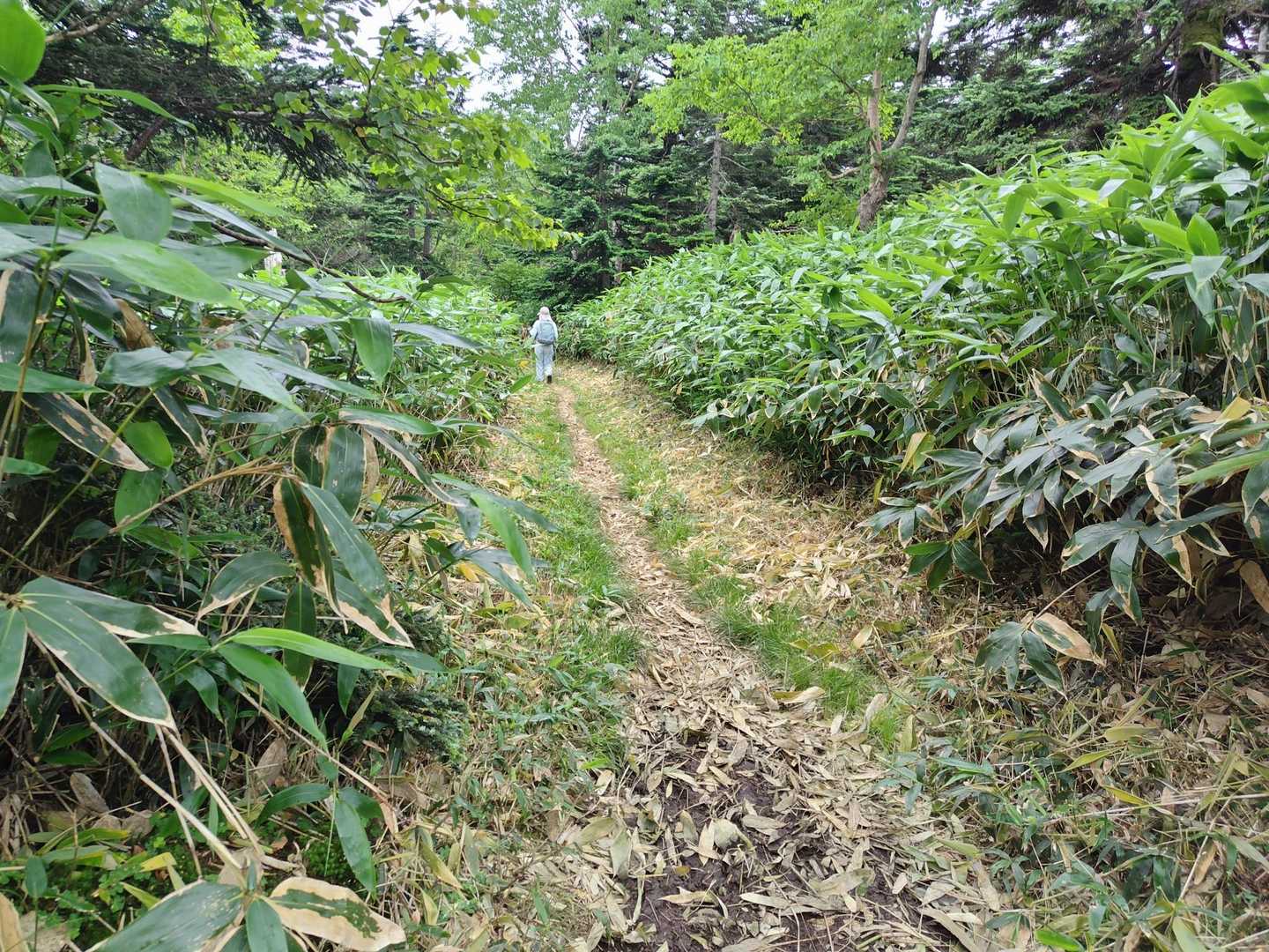 四阿山 往復コースの写真