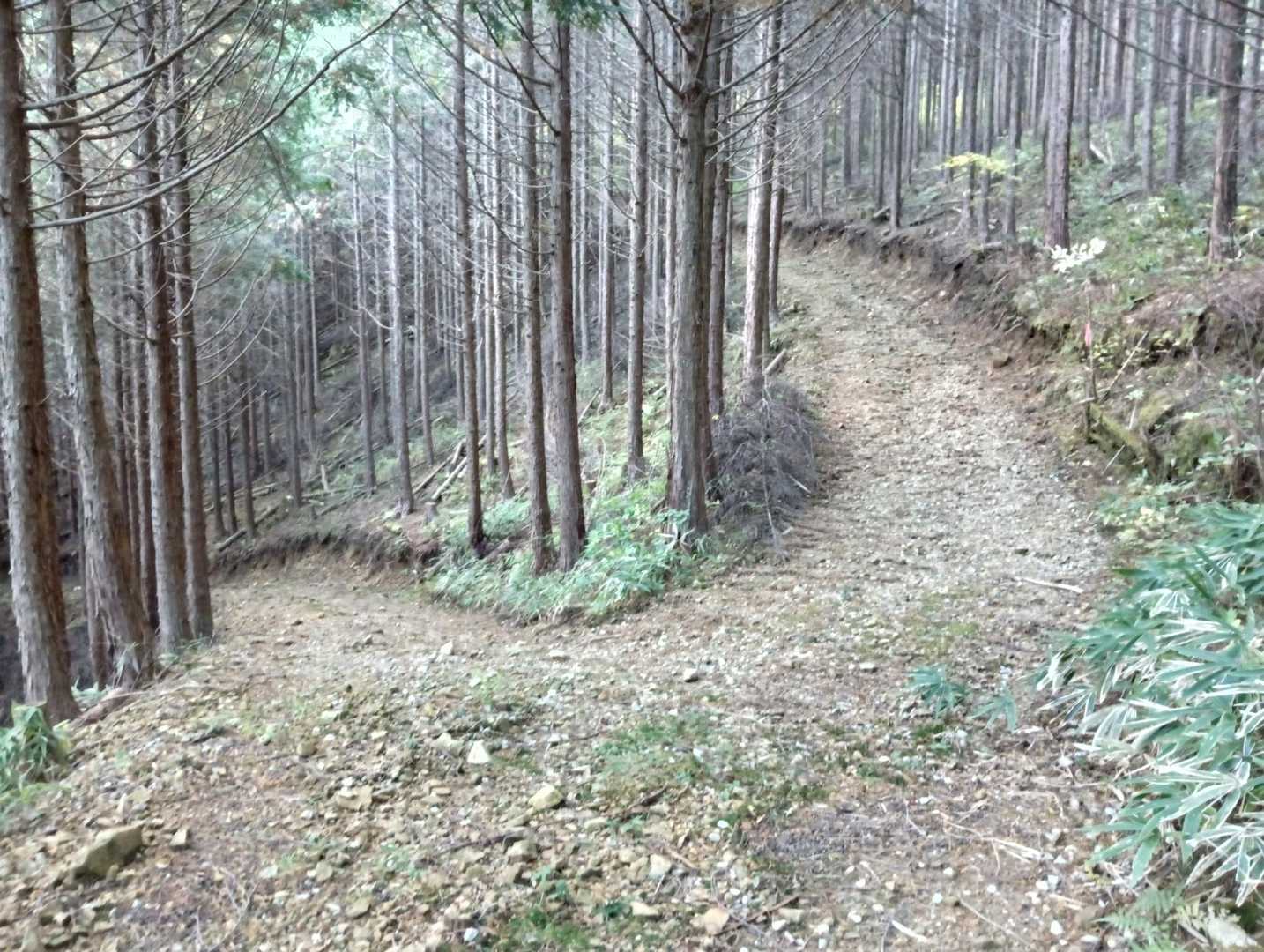 九十九折りの林道を🚶