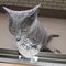 katze