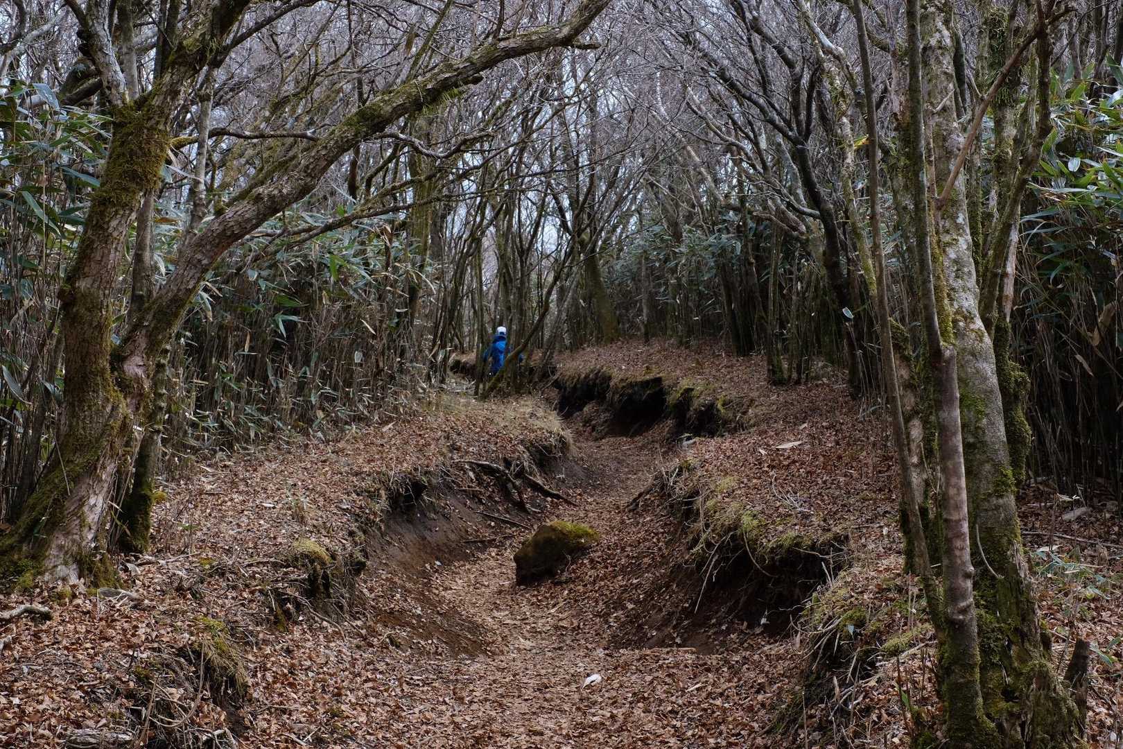 落葉の登山道🍂