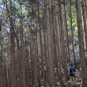 よく整備されていて登山道は沢山あり
なるべく人が歩かないメインルートを外して歩く👣
