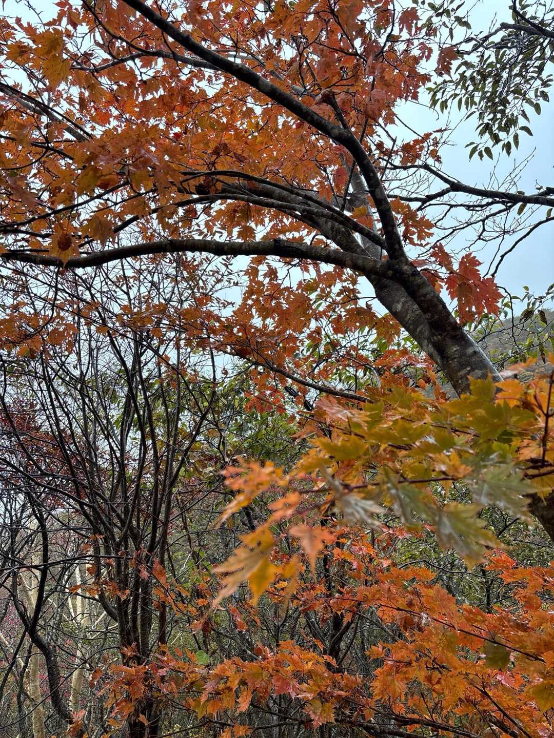 那須ロープウェイ 山頂駅-茶臼岳-峠の茶屋登山口-那須ロー 縦走コースの写真