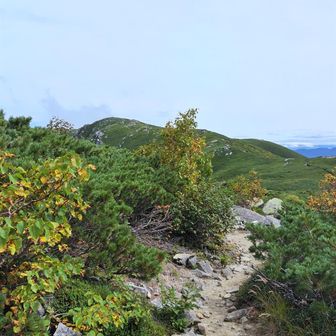 ７月なら高山植物の宝庫
…と言われる道を進む🥾