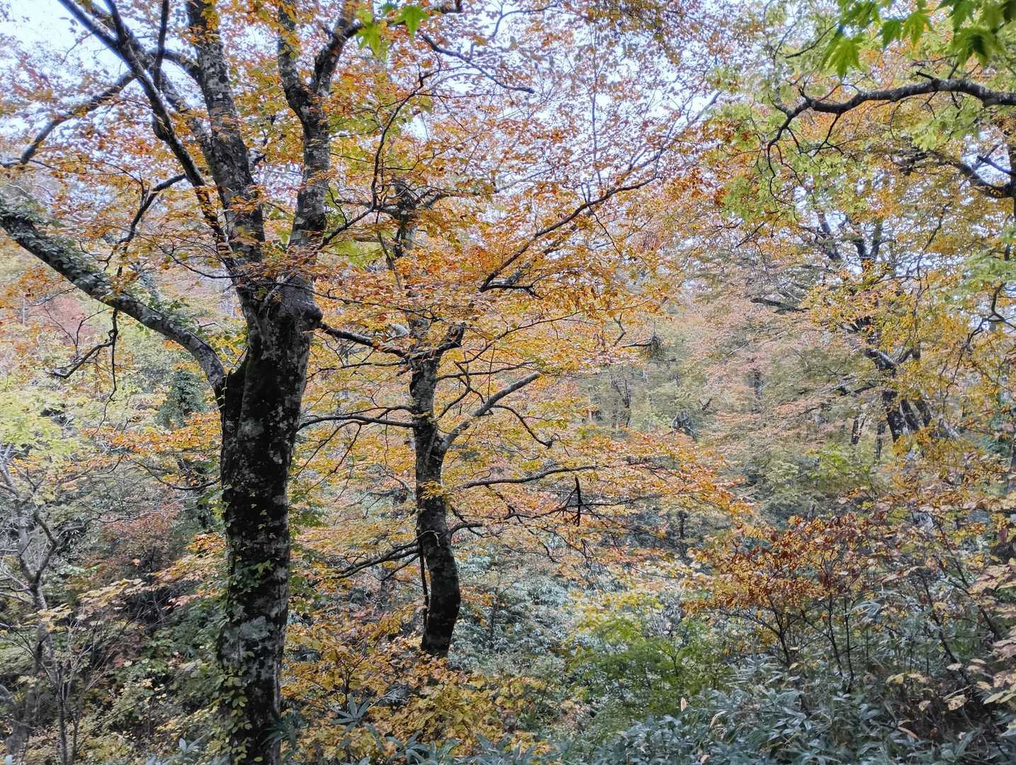 藪を抜けると🍁がお出迎え