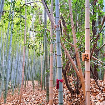 いなり山　登頂😆

看板ショボいわ～🤣

山頂も竹藪に覆われてます