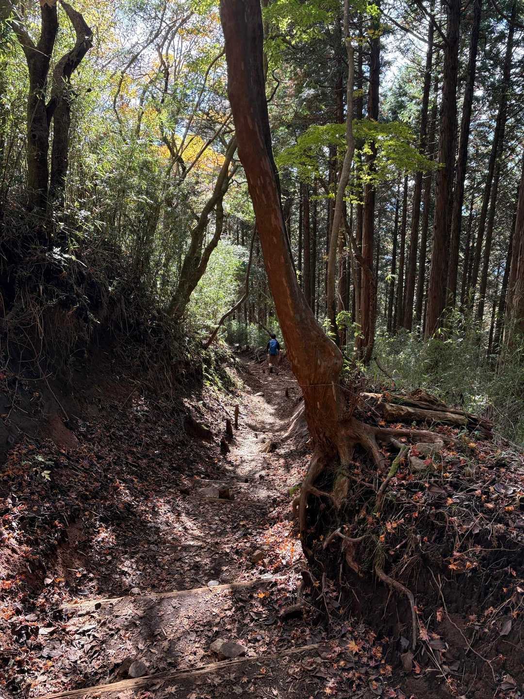 金時登山口バス停-金時山登山口-金時山-長尾山-乙女峠-姥 縦走コースの写真