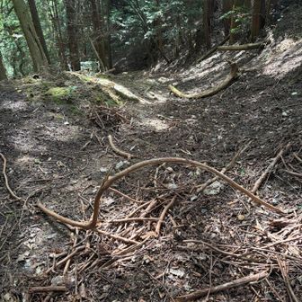 おじさまもうおられず　
⛩️の方の道行ってみたら
なんか障害物競走？荒れた道やし
また逸れてるし💧