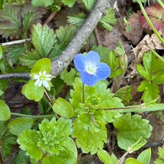 オオイヌフグリと出た