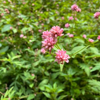 ヒメツルソバ🌸