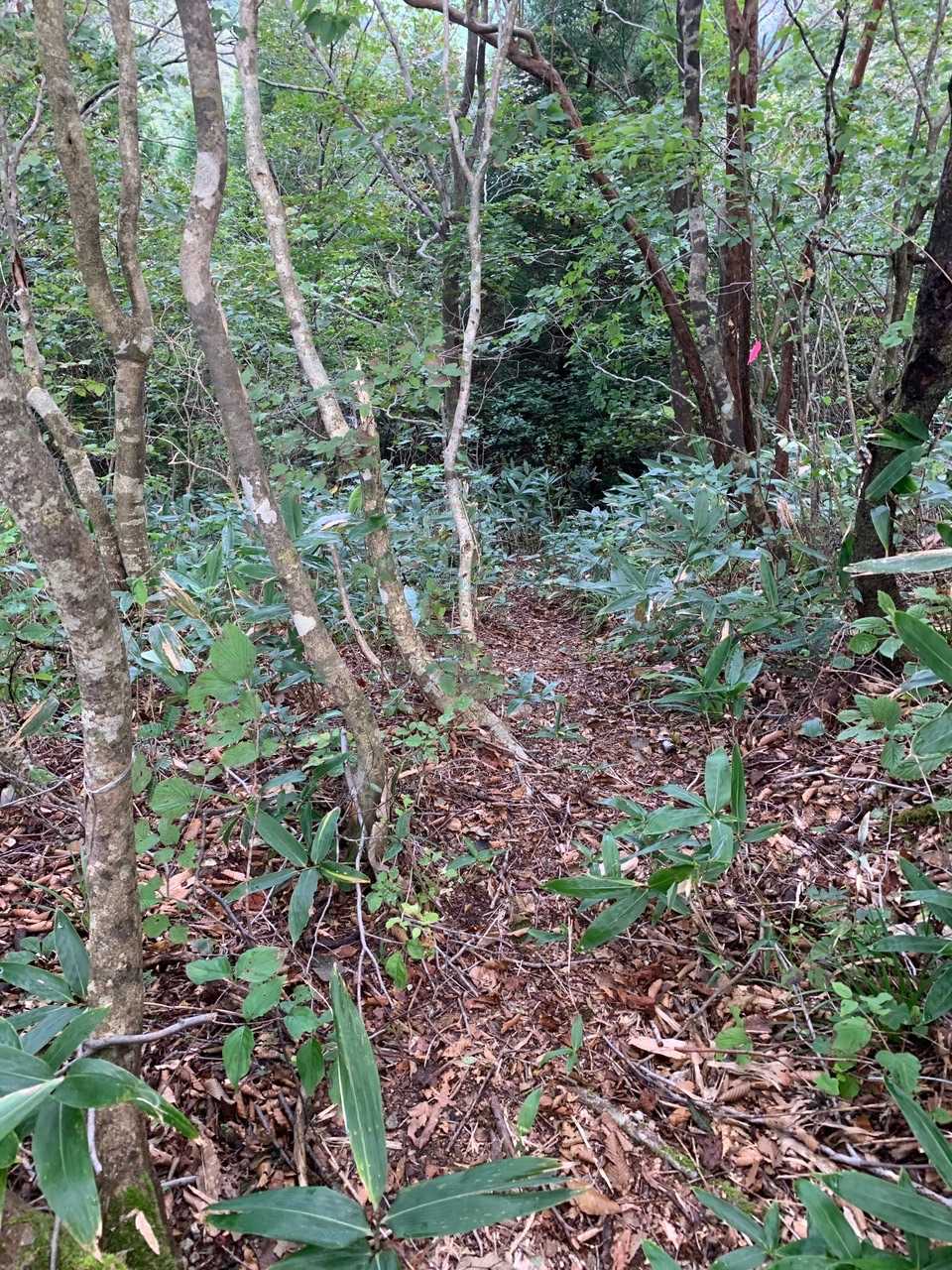 ここから登山道らしくなって来ました