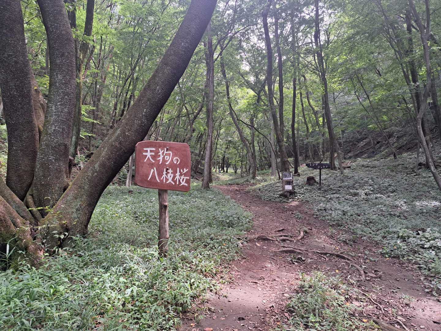 春は桜が咲くのかな