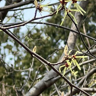 マンサクは今年お初