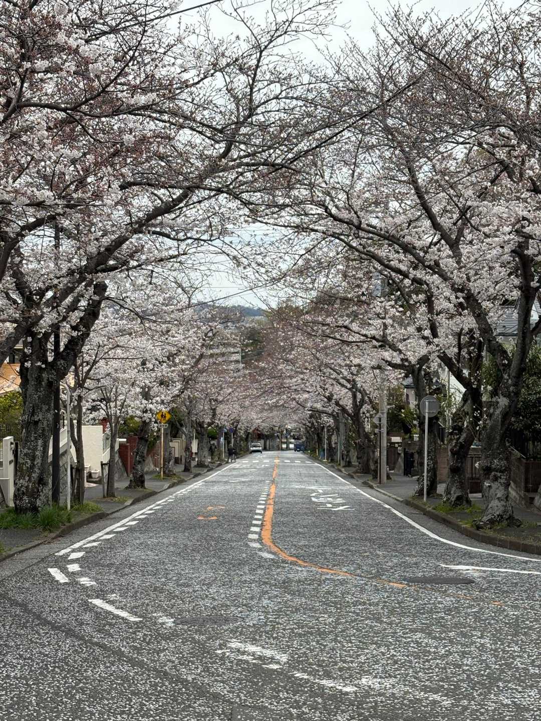 桜のアーチを通ってかえります