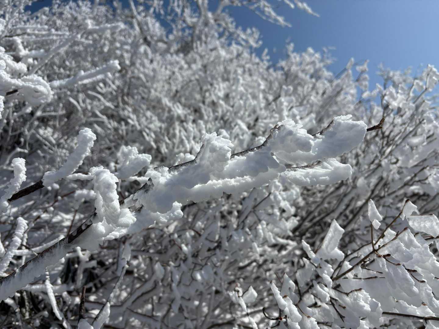 霧氷まだ落ちません。いっぱい楽しめました❄️