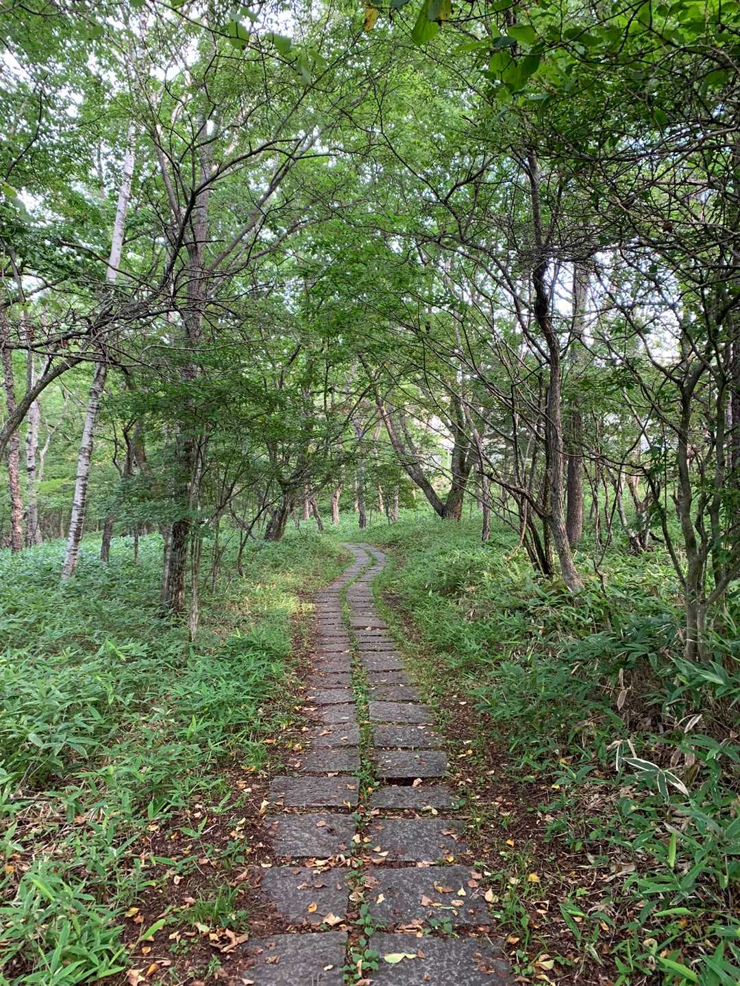 美し森山 往復コースの写真