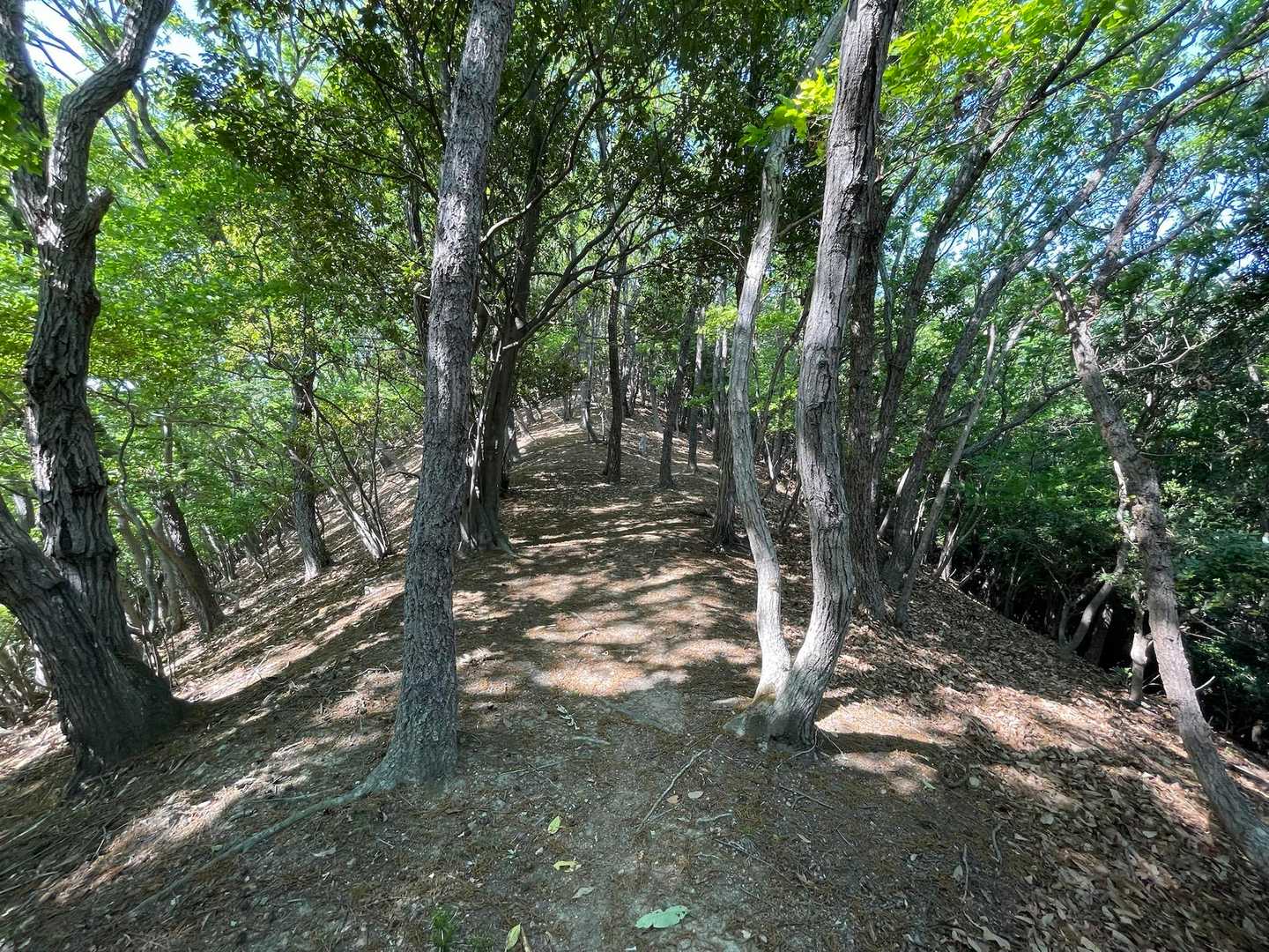 日陰の尾根道はありがたい