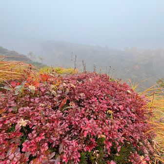 🍁紅葉、綺麗でした