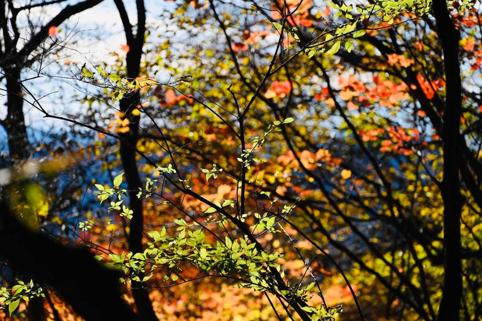 陽の光越しの紅葉はステンドグラスに似ている