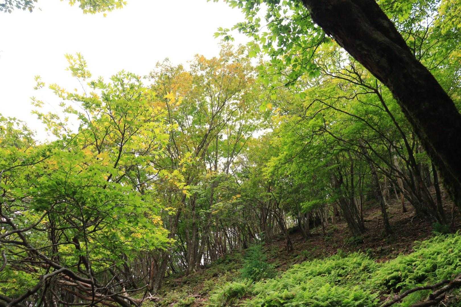 銚子ヶ口登山口-銚子ヶ口 往復コースの写真