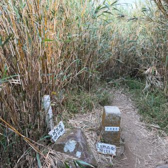 山頂も背丈を超える笹だか細竹に覆われている