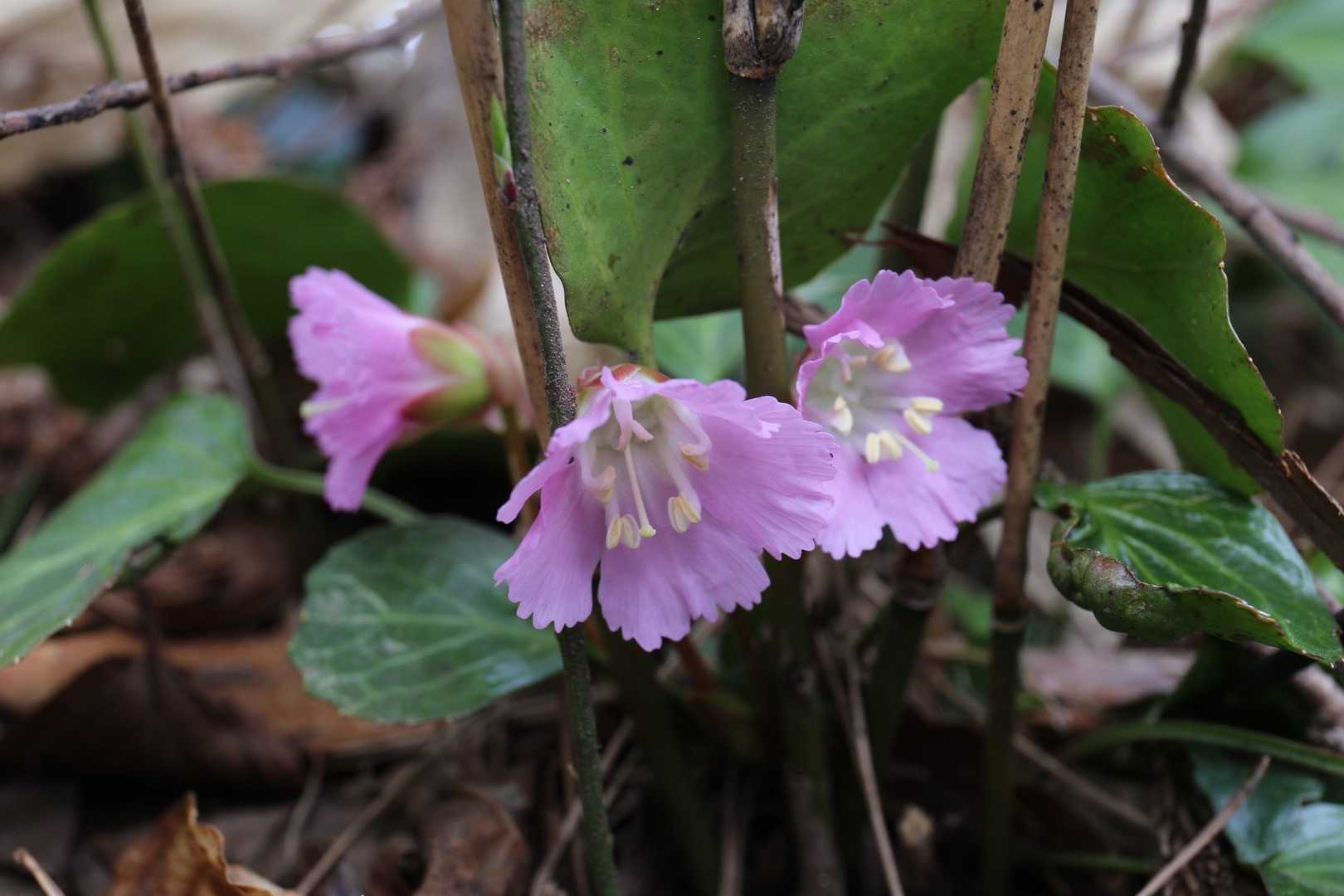 山野草って可憐ねぇ🌸