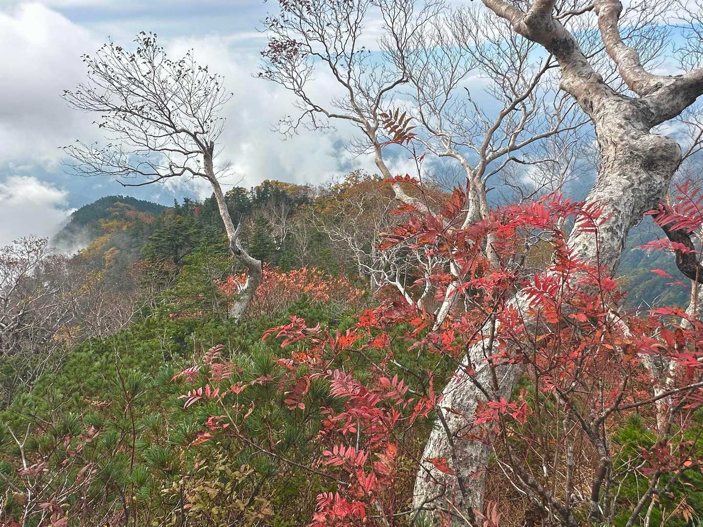 🍁