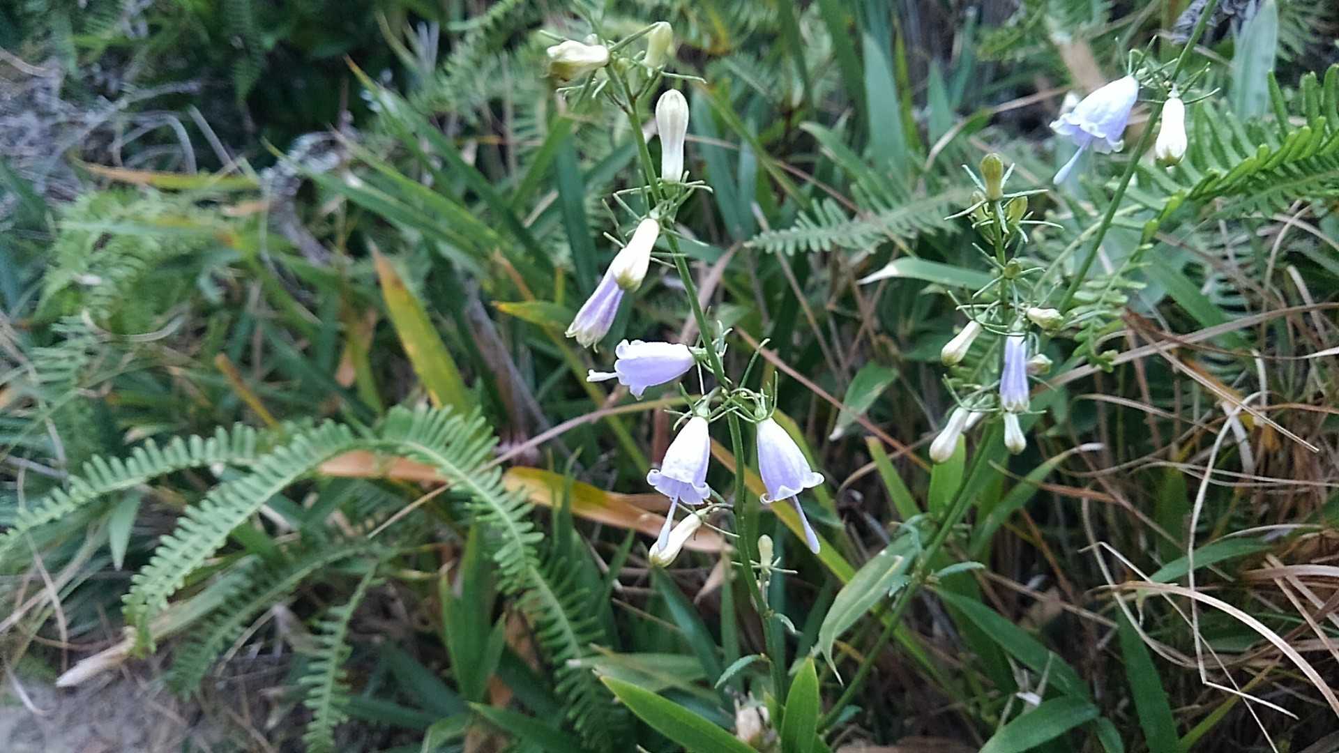 可愛らしい花見っけ。📷
