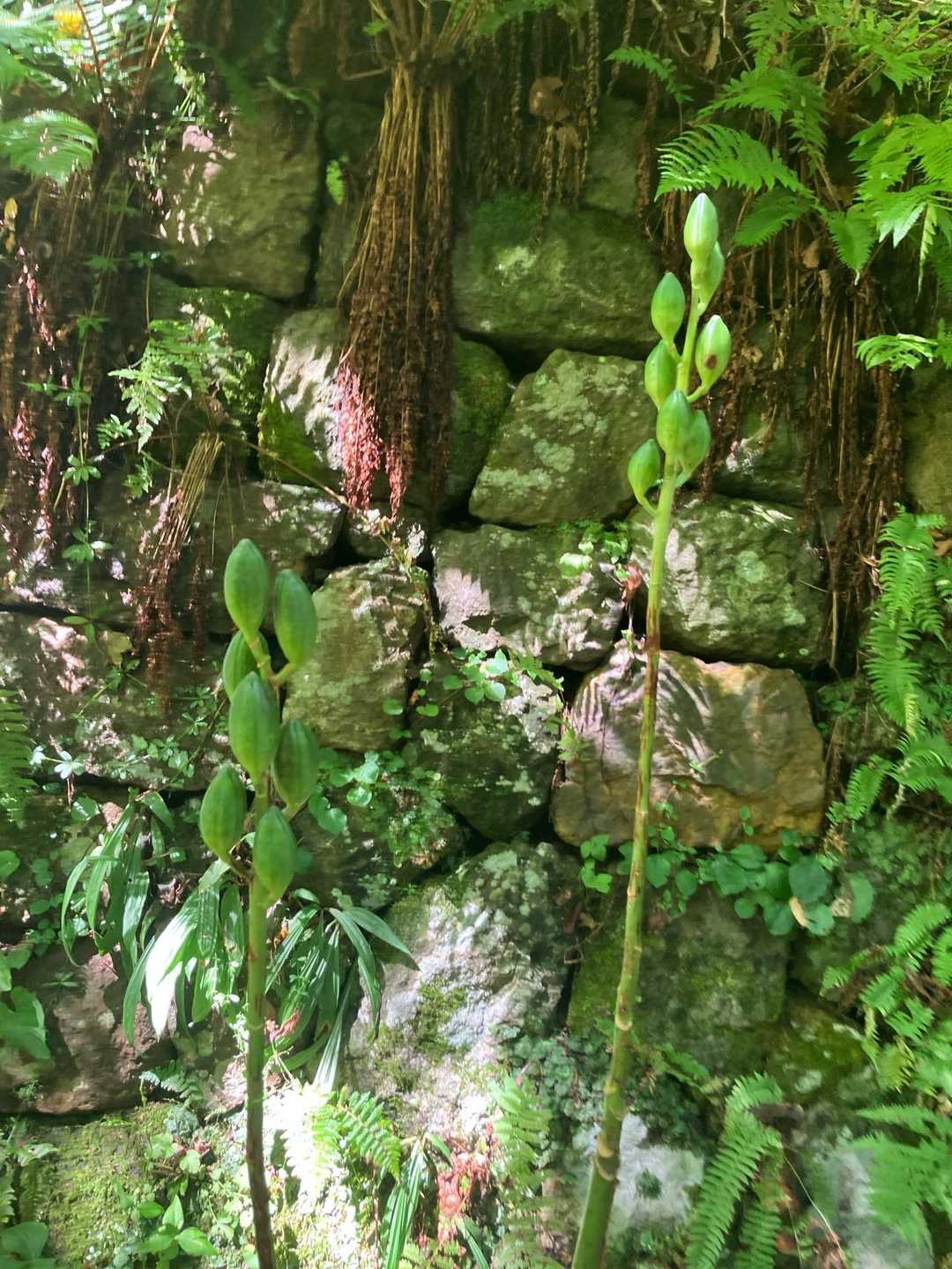 旧登山道コース登山口-牛の背山 周回コースの写真
