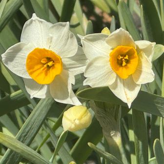 春を感じるスイセン✨