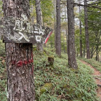 これどやっと激下りを終えたと思いきや、まだ30分山道が続きます。
