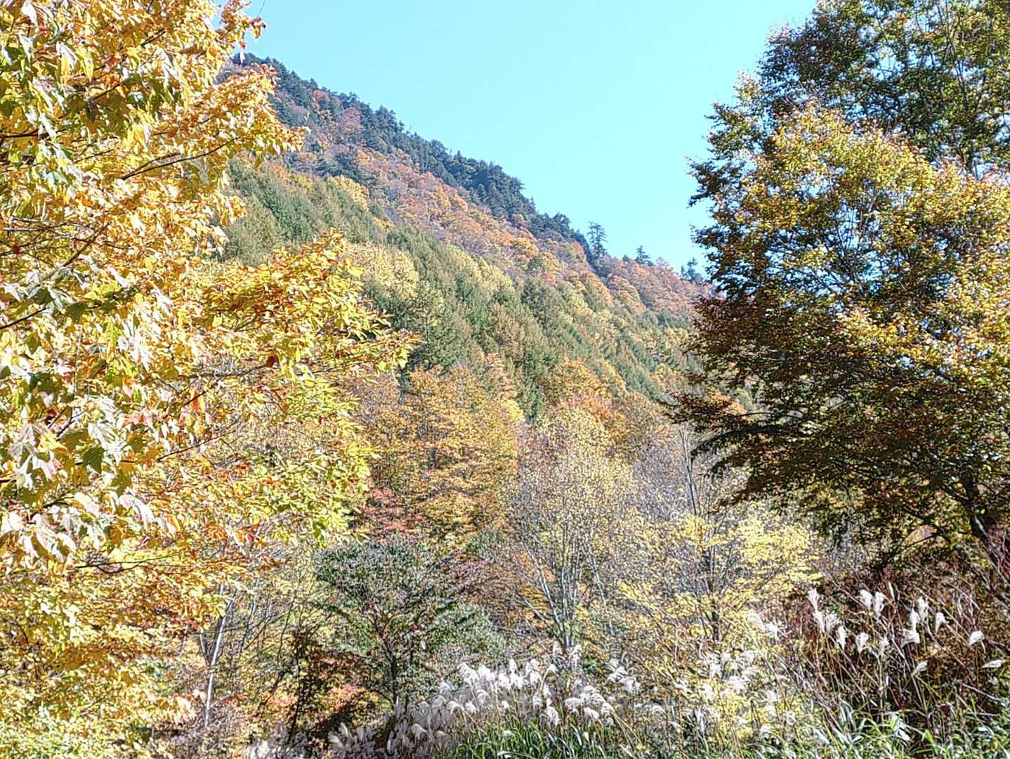 いや〜最高✨
今年は紅葉見れないと思ってたから☔