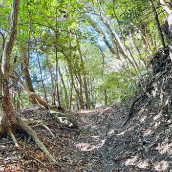 対人ゼロという状況が不安に拍車をかけたわけですが、ようやくメインと思われるルートに合流しました😮‍💨

ここからは安心の道のりで、ようやく楽しく歩くことができました🌿