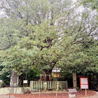樹齢千年の御神木 梛　