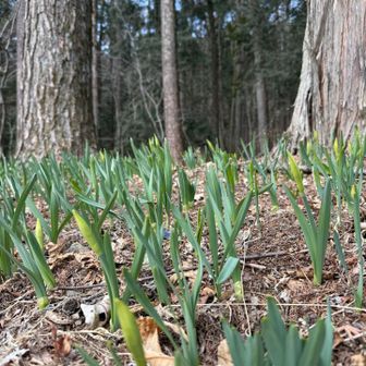 水仙かな？？蕾が沢山。咲いたら見事だろうなー